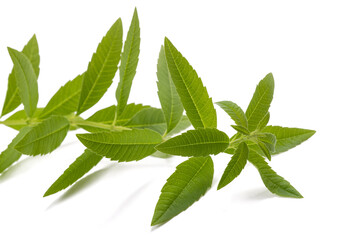 Lemon verbena