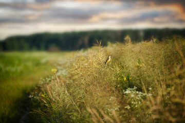 Little bird sits on the tall grass in the field