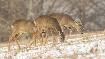 Three roe deer, capreolus capreolus, feeding on snowy grass in winter nature. Group of does grazing on white field during snowing. Female mammals standing on snow.
