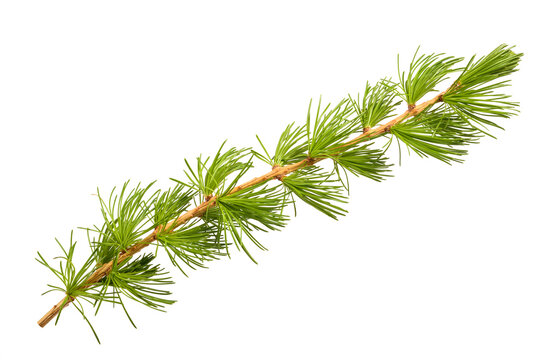  Larch branch