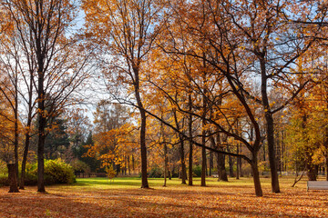 Beautiful quiet autumn park without people with tall trees with bright golden foliage