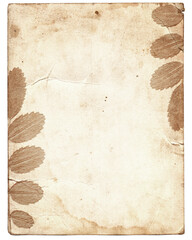 Old vintage rough paper with plant relief texture isolated
