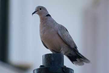 pigeon on a fence