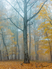 Autumn forest trees yellow leaves fog nature