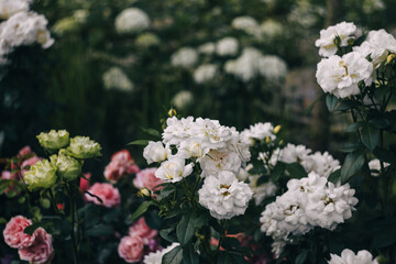 white and pink roses