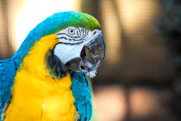 Beaked