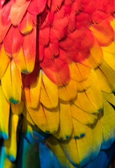 Rainbow of fruity feathers
