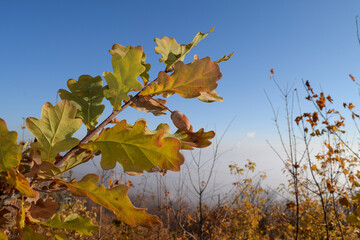 One brown acorn hangs on an oak branch against the background of autumn forest and fog
