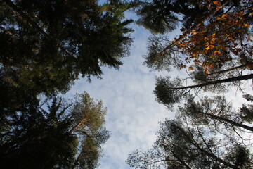 Obraz premium background trees and sky