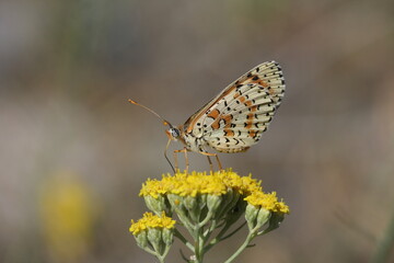 Persian Fritillary  butterfly on flower