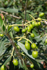 Fototapeta premium the olives on the tree are ripening