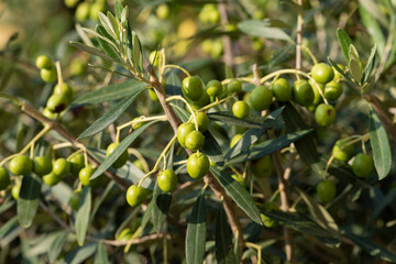 the olives on the tree are ripening