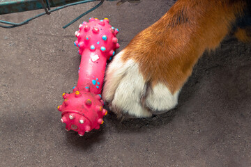 Dog paw and toy. Bernese Mountain Dog paw and rubber toy