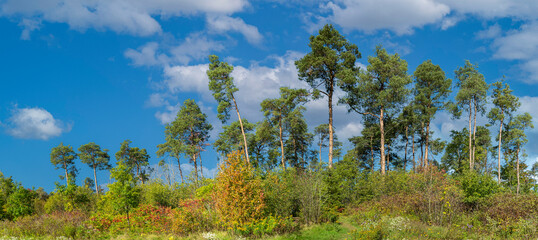 Obraz premium Pine trees against blue sky with white clouds