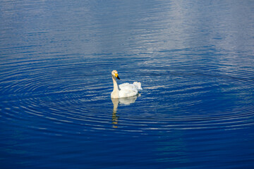 A white swan swimming in the water.