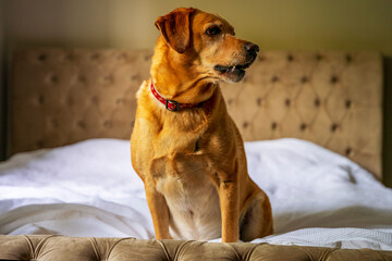 Labrador siedzi na kanapie, patrzy w bok od kamery, szczeka. 