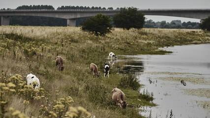 Beautiful shot of cows pasturing near the lake.