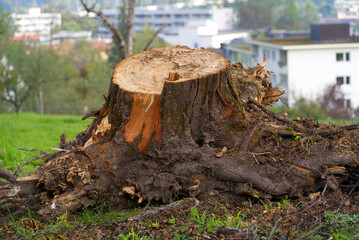 Close-up of fresh cut tree trunk with roots on a beautiful autumn morning. Photo taken September 22nd, 2021, Zurich, Switzerland.