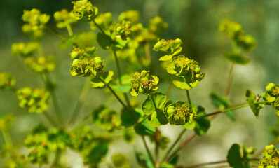 Fototapeta premium Euphorbia zhiguliensis