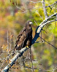 Bald Eagle Stock Photo & Image. Juvenile Bald Eagle perched with a autumn blur background in its environment and habitat surrounding and displaying its dark brown plumage, yellow talons.