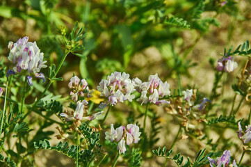 Astragalus arenarius