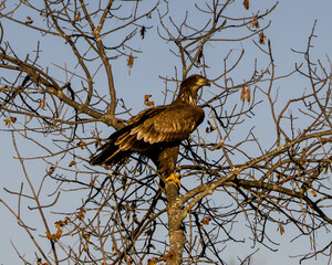 Bald Eagle Stock Photo & Image. Juvenile Bald Eagle perched with a autumn blur background in its environment and habitat surrounding and displaying its dark brown plumage, yellow talons.