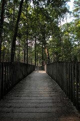 boardwalk thru Georgia pines