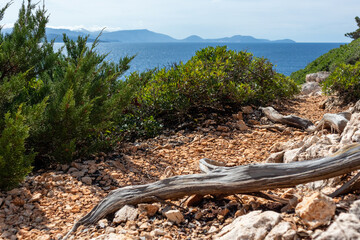 Rocky walking path with juniper roots close-up on green Greek island cliff on a bright clear blue day in Greece. Scenic wild travel destination. Lefkada island.
