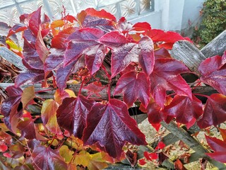 red autumn leaves