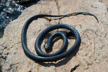 black venomous snake basks on stone by the water on a sunny summer day.