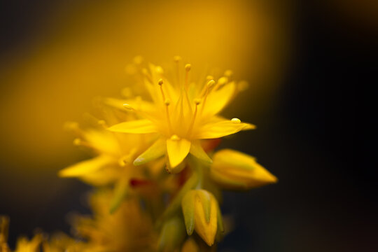 Yellow flower on black background