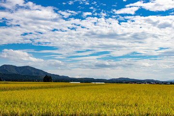 綺麗に実る稲と青空の風景