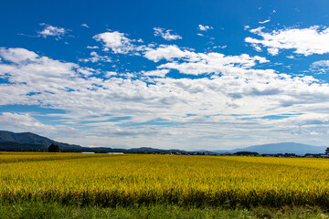 綺麗に実る稲と青空の風景