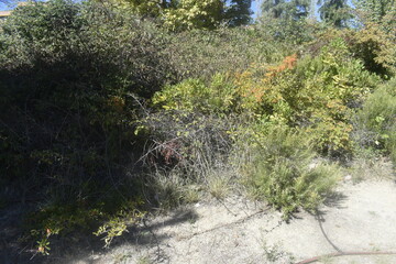 Fototapeta premium stream in the forest