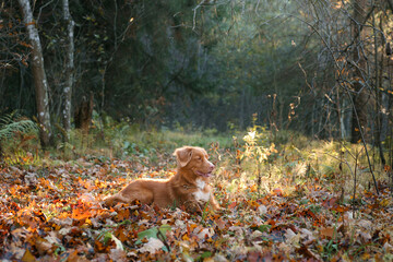 dog in the autumn forest. Nova Scotia Duck Tolling Retriever for a walk on nature at fall