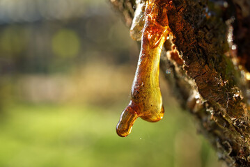 Sap or resin oozing from an injured tree branch