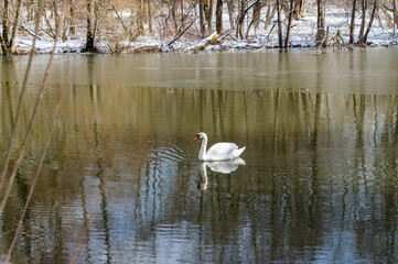 Swans on the pond. Waterfowl white birds on the lake. Large swans on a forest river.