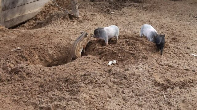 Piglets have fun, runnind and fighting. Baby pigs playing with each other in a pigsty on a farm.