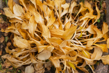 Withered autumn yellow hosta. Autumn landscapes, yellow leaves of hosts