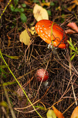 Beautiful red fly agaric in the autumn forest view from above. High quality photo