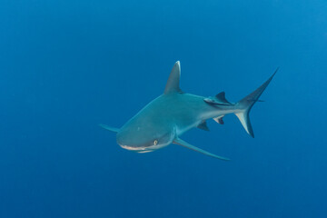 Grey Reef Shark, Carcharhinus amblyrhynchos, in Maldives