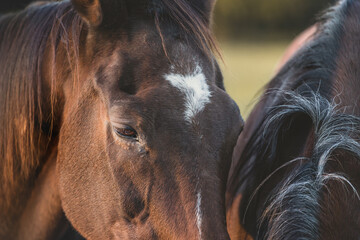 Horse portrait close up, detail. Horses hugging. Cozy friendship relaxed no stress