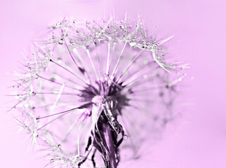 Abstract pink purple background with fluffy flower dandelion in drops of water close up poster...