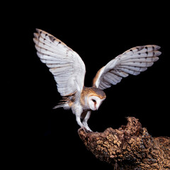 barn owl in flight towards the trunk