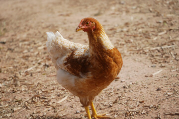 Brown hen in the yard looking for food 