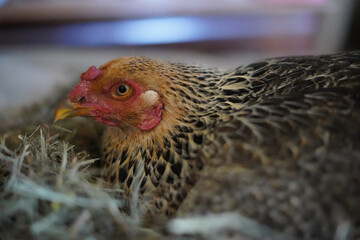 Brown and yellow broody hen with eggs underneath in the nest