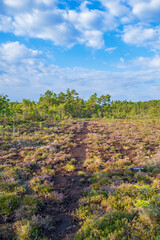 Fototapeta na wymiar Peat bog with blooming heather in a pine woodland