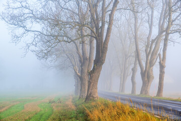 Fototapeta na wymiar Misty morning at a country road with tree trunks