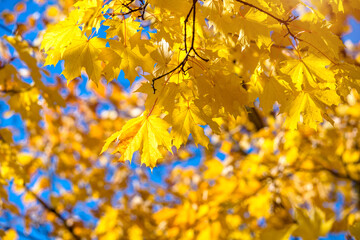 Autumn background-yellow maple leaves in the city Park

