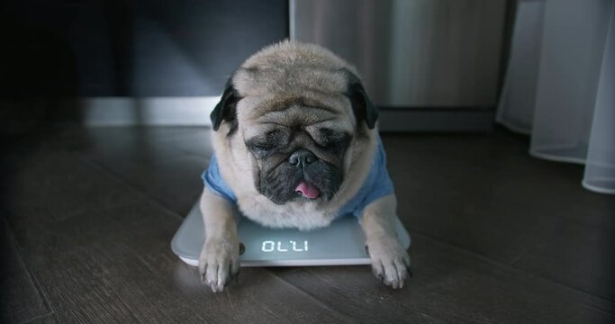 Cute, funny pug dog lying sad on the scales near the fridge. Upset about overweight problem. Funny plump, overeating, fat dog concept. Kitchen interior